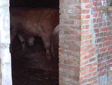 Recordaantal dieren in beslag genomen