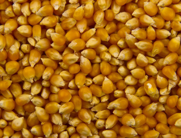 Maïsoogst 2014 bevat verhoogde mycotoxinegehaltes