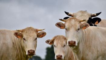 Stikstof: Wat betekent intern salderen voor gemengde veehouderijen?