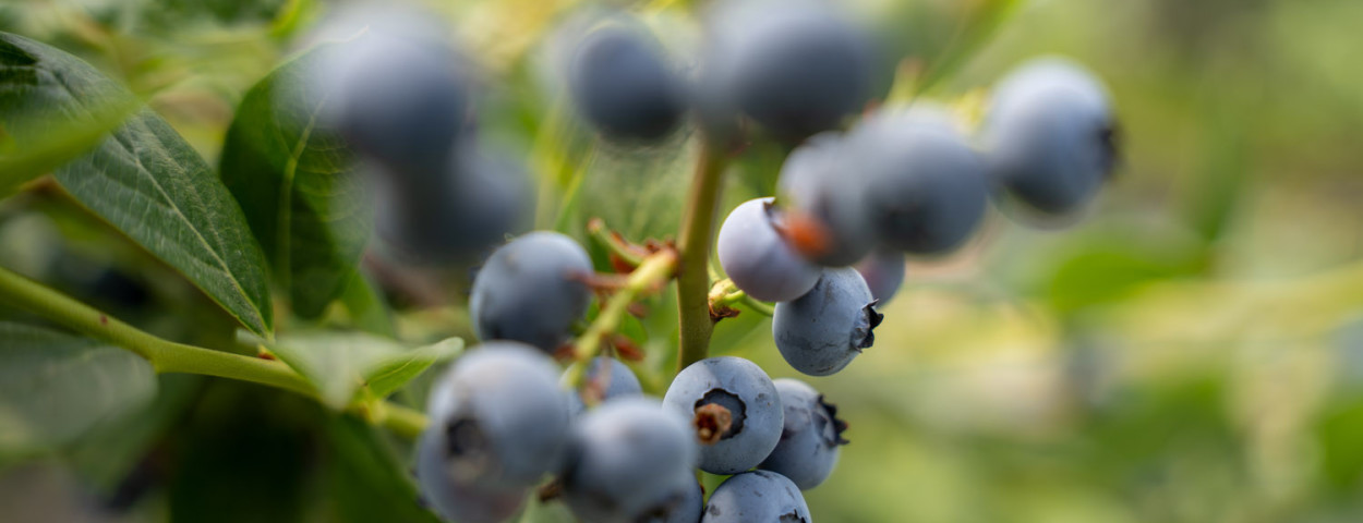 blauwe bessen hoogstraten