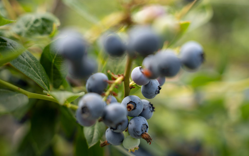 Samenwerking tussen BelOrta en Hoogstraten levert blauwebessentelers geen betere prijs op, maar smaakt wel naar meer