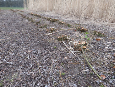 Voor ILVO is het altijd het jaar van de bodem