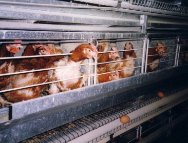 Delhaize zweert nu ook in VS legbatterijen af