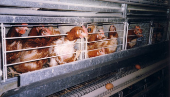 Delhaize zweert nu ook in VS legbatterijen af