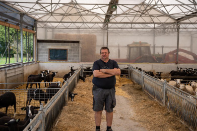 schapen Aerts