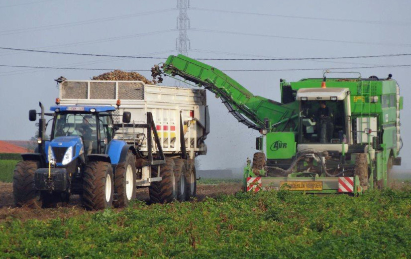 Belpotato roept op tot strikte naleving van aardappelcontracten