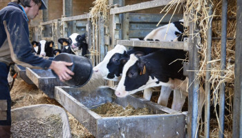 Minder antibiotica bij landbouwdieren, maar daling niet sterk genoeg om alle streefdoelen te halen