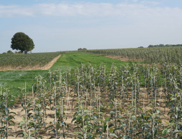 SUFISA bouwt voort aan economisch duurzame landbouw
