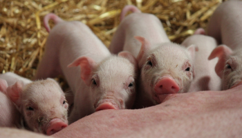 Demir maant Europa aan tot spoed in goedkeuring uitkoopregeling varkenshouders