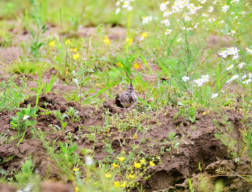 Bijna uitgestorven kuifleeuwerik komt tot broeden