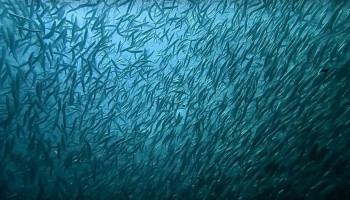 Sardines door klimaatverandering almaar kleiner