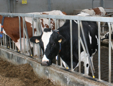 Voorraad blauwtongvaccin wordt aangevuld