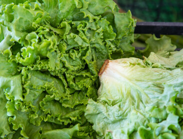 Grootste diarree-uitbraak ooit in de VS gelinkt aan besmette salade