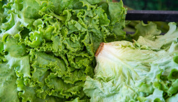 Grootste diarree-uitbraak ooit in de VS gelinkt aan besmette salade