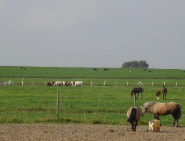 Naargelang de invalshoek is verpaarding vloek of zegen