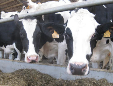 EU produceert dit jaar één procent meer melk