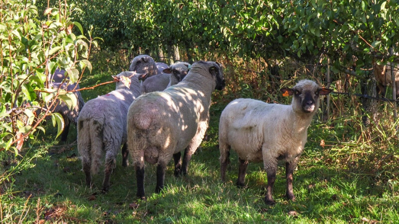 Shropshires schapen