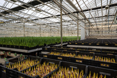 Continue productie tulpen bij Tuliflor