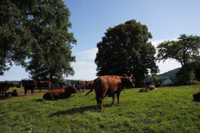 wallonie3