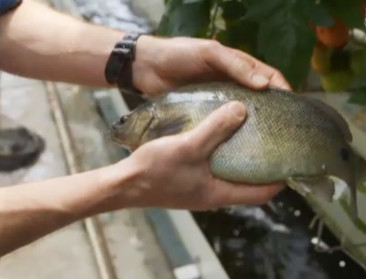 Pioniers geloven in toekomst van aquacultuur in België