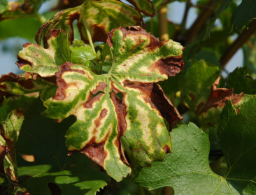 Belgisch biotechbedrijf ontwikkelt esca-remedie
