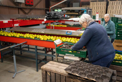 fruit sortering bij Ann De Ryck