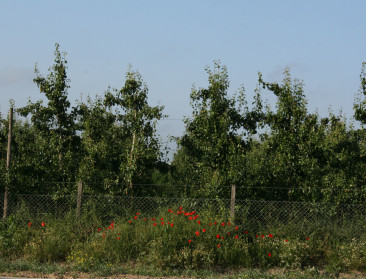 Rusland-debacle gaf omzet Belgische veilingen een knauw