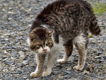 Recordaantal dieren in beslag genomen in 2019