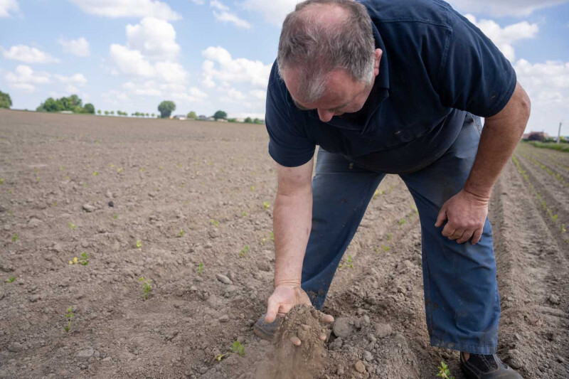 Droge grond industriegroente teelt