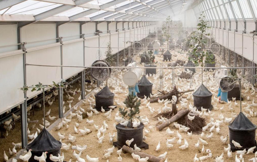 Kipster-concept krijgt vaste voet aan grond in België