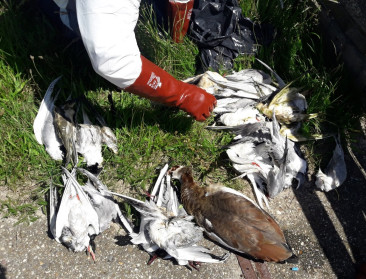 Mutatie vogelgriepvirus boosdoener van massale sterfte zeevogels