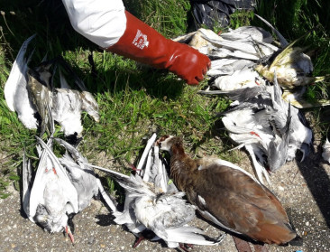 Bijna één miljoen vogels afgemaakt vanwege vogelgriep in Duitsland