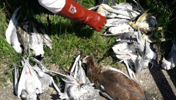 Bijna één miljoen vogels afgemaakt vanwege vogelgriep in Duitsland