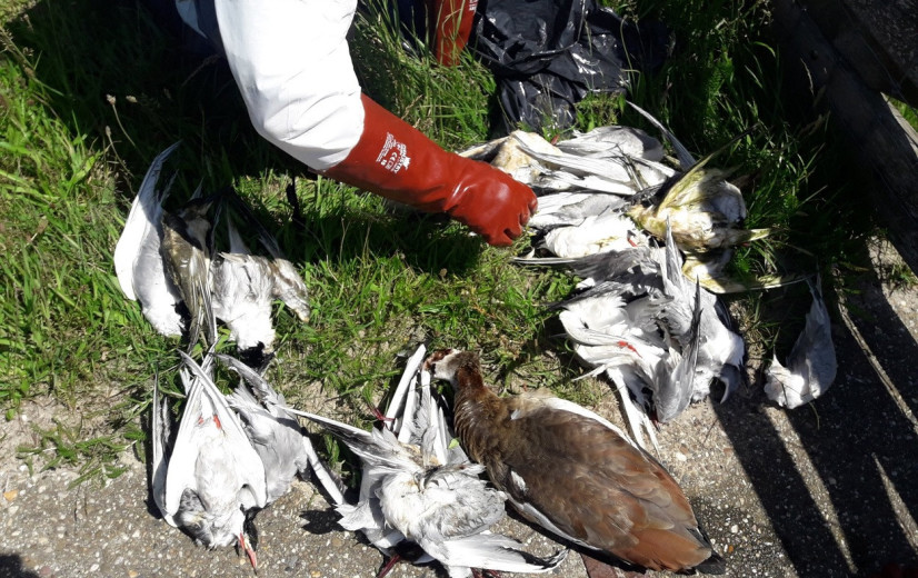Bijna één miljoen vogels afgemaakt vanwege vogelgriep in Duitsland