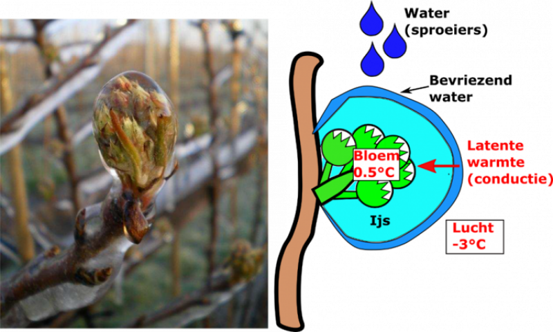 beregening_werkingsprincipe_ pcfruit