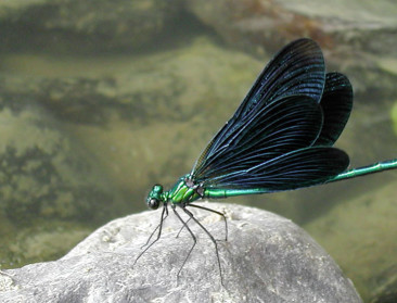Glyfosaat en zeker Roundup is gevaar voor waterjuffers