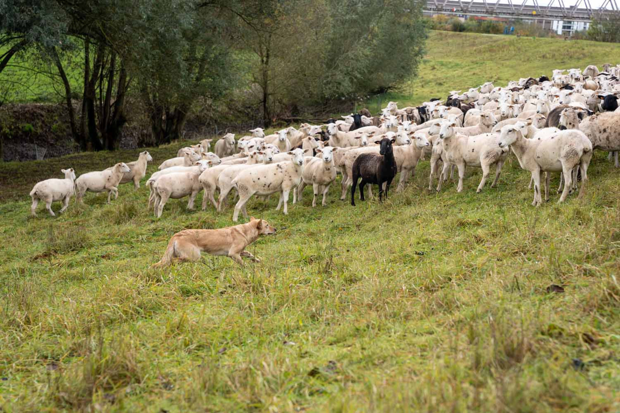 schapen met hond