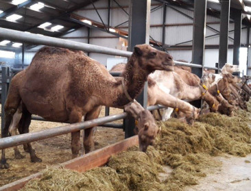 Boerburgertweet geeft forum aan unieke kamelenboerderij
