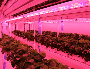 Proefcentrum Hoogstraten gaat aan de slag met hightech indoorcellen en sensorgestuurde teelten