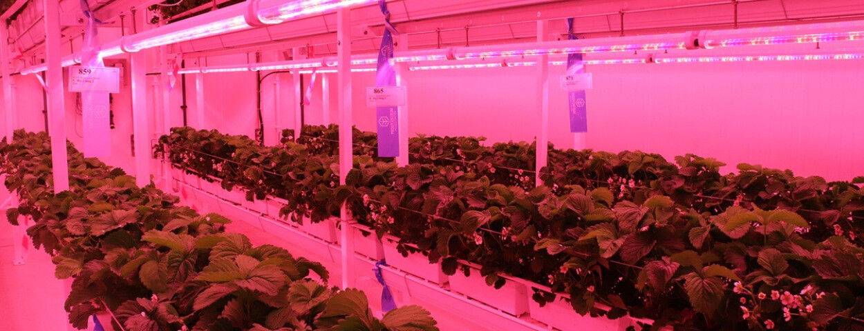Indoor farming Hoogstraten