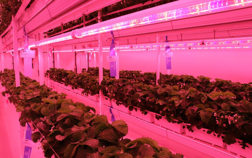 Proefcentrum Hoogstraten gaat aan de slag met hightech indoorcellen en sensorgestuurde teelten