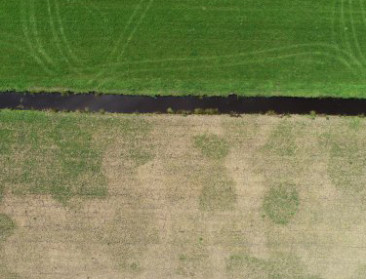 Muizenplaag verandert Friese weiden in prairielandschap