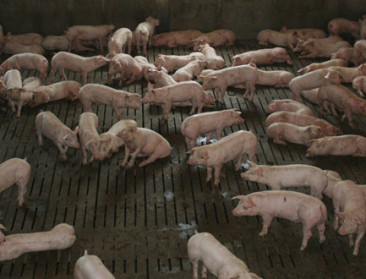 Sensoren kunnen gezondheid en welzijn varkens monitoren
