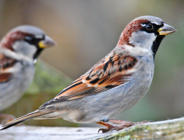 Europees vogelbestand in vrije val