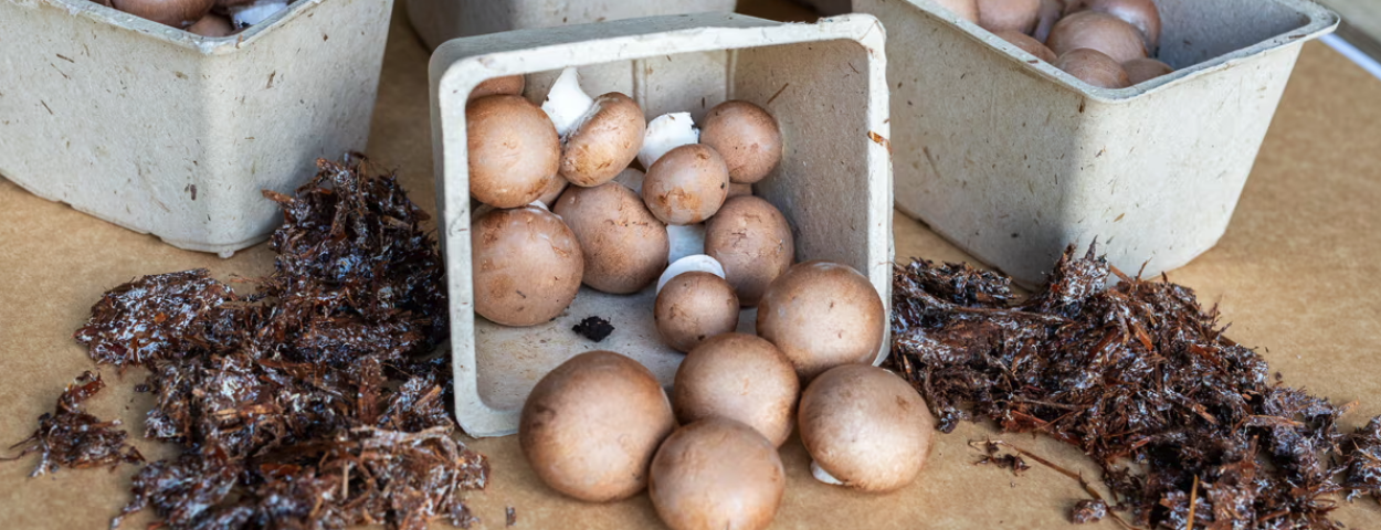 Champignon_verpakking2_VLAM