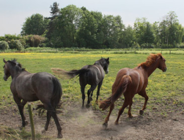 115 paarden in beslag genomen wegens verwaarlozing