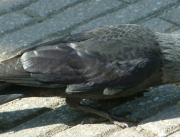 Natuurbeweging tegen soepele bestrijding kraaiachtigen