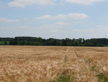 De grootste mouterij van België zet in op regeneratieve landbouw