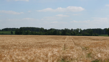 De grootste mouterij van België zet in op regeneratieve landbouw