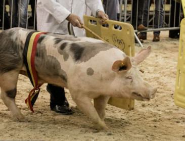 Testwerking objectiveert geneticakeuze in varkensstal